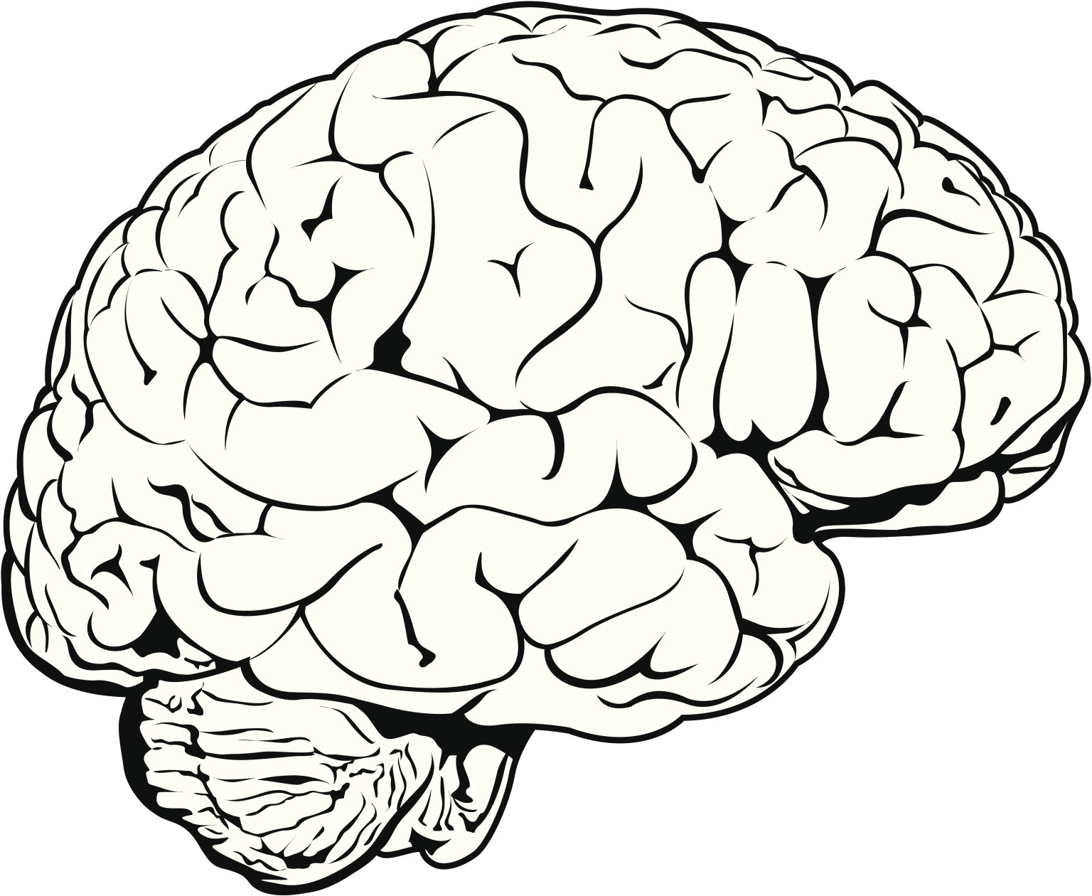 clipart brain sketch