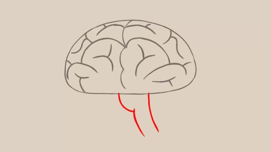 brain clipart drawn