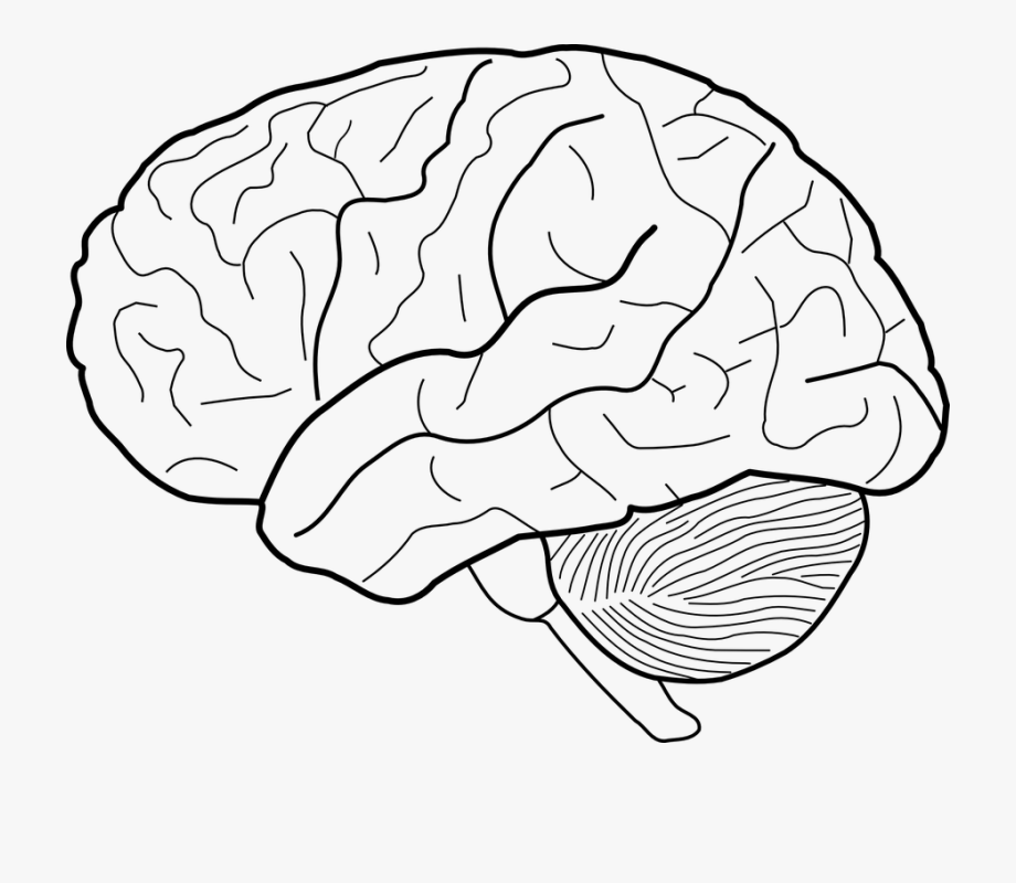 clipart brain drawn