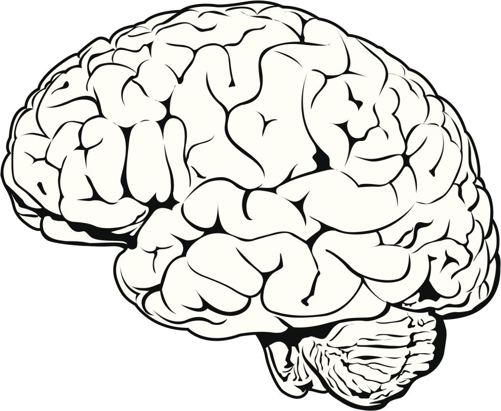 clipart brain drawn