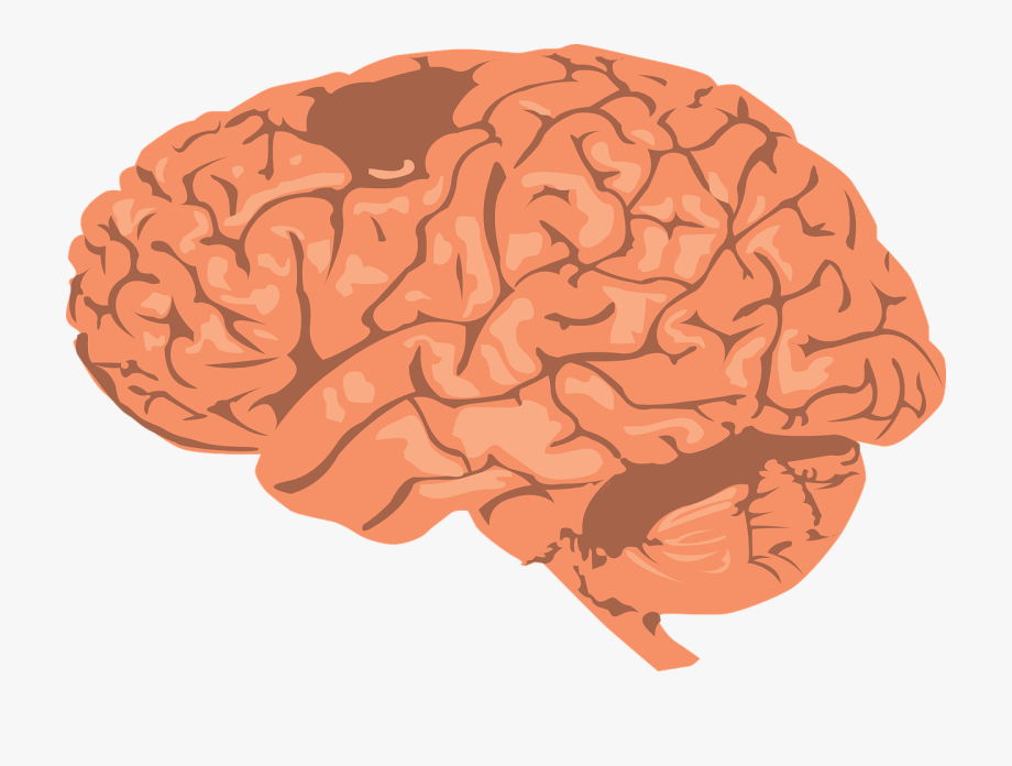 brain clipart human brain