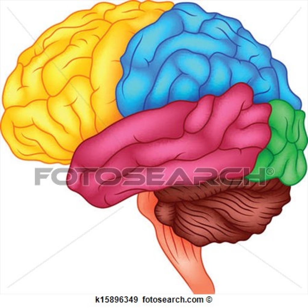 brain clipart intelligence