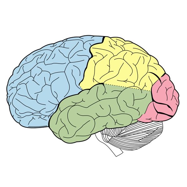 brain clipart label