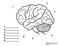 brain clipart label