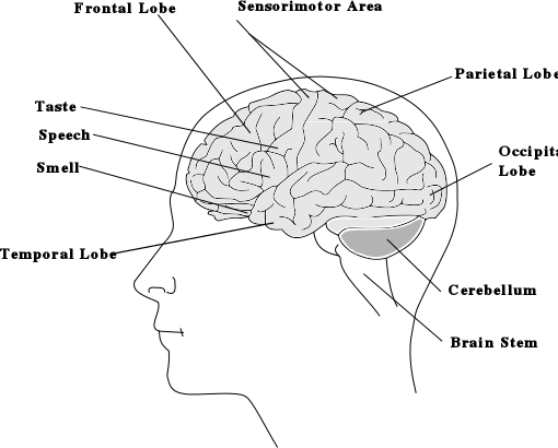 brain clipart medical