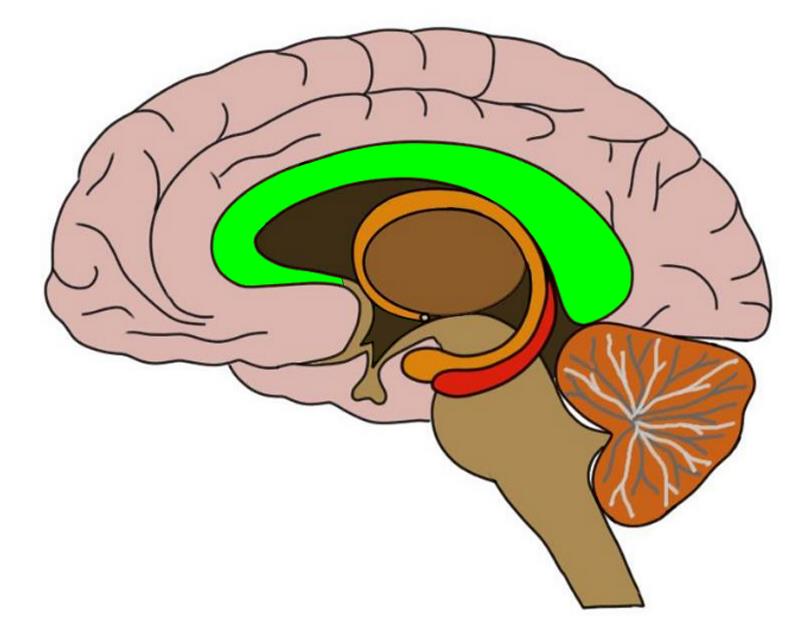 brain clipart neuroscientist