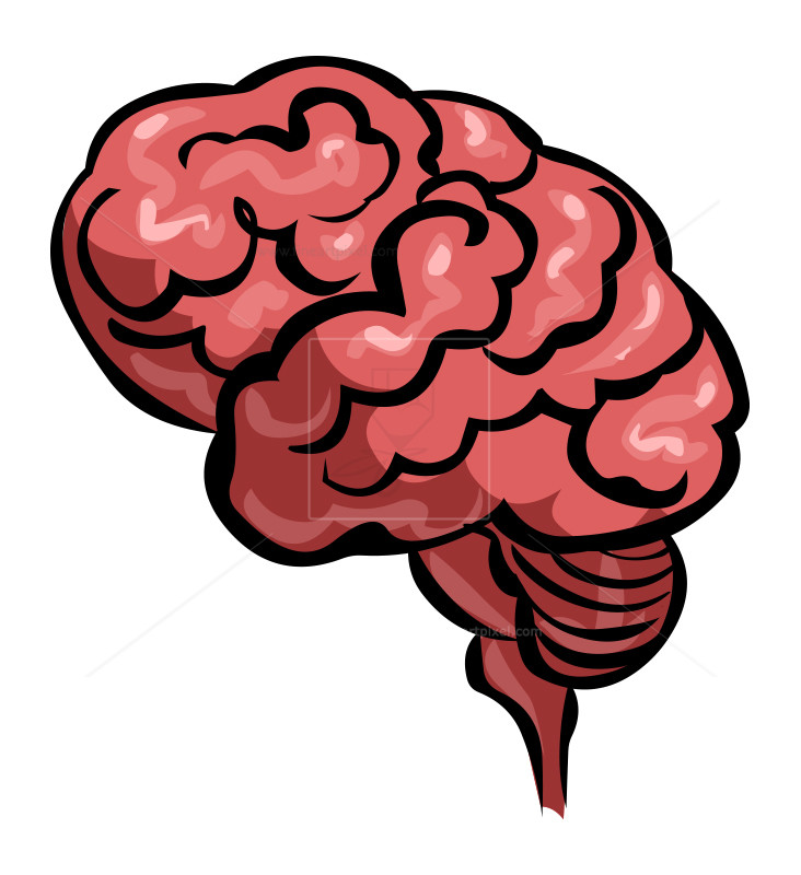Brain clipart vector. Human free vectors illustrations