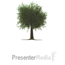 Tree growing . Branch clipart animation