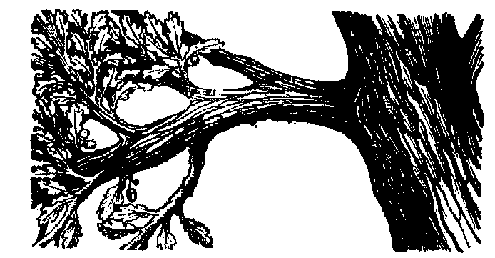 branch clipart black and white