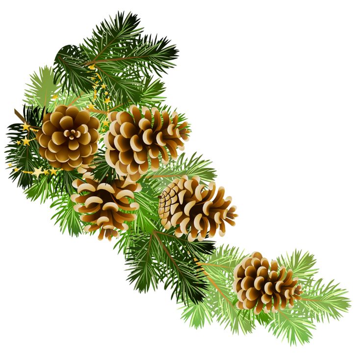 branch clipart pinecone