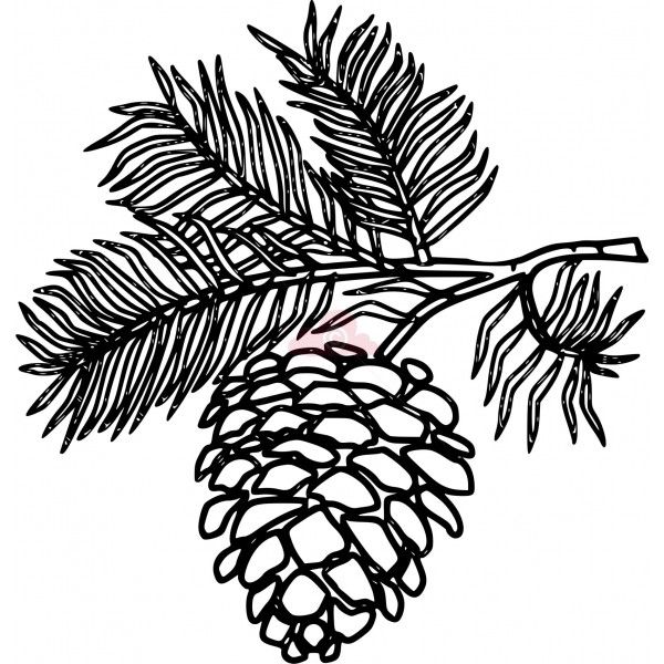 branch clipart pinecone