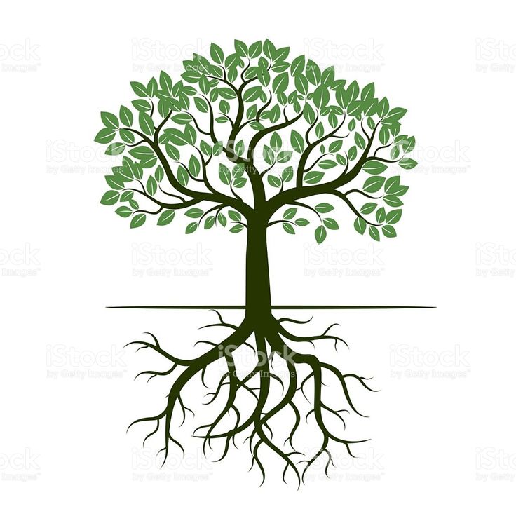 branch clipart root