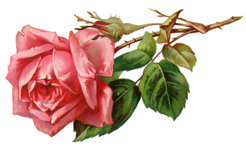 Clipart rose rose bud. Flower on branch pink