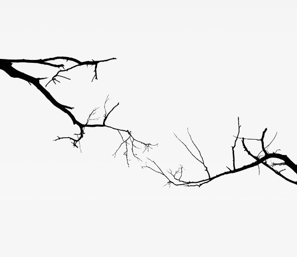 branch clipart sketch