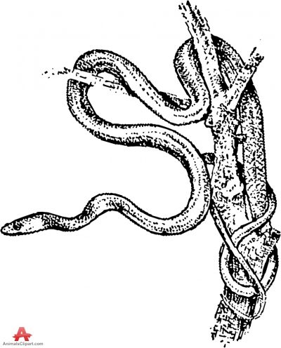branch clipart snake