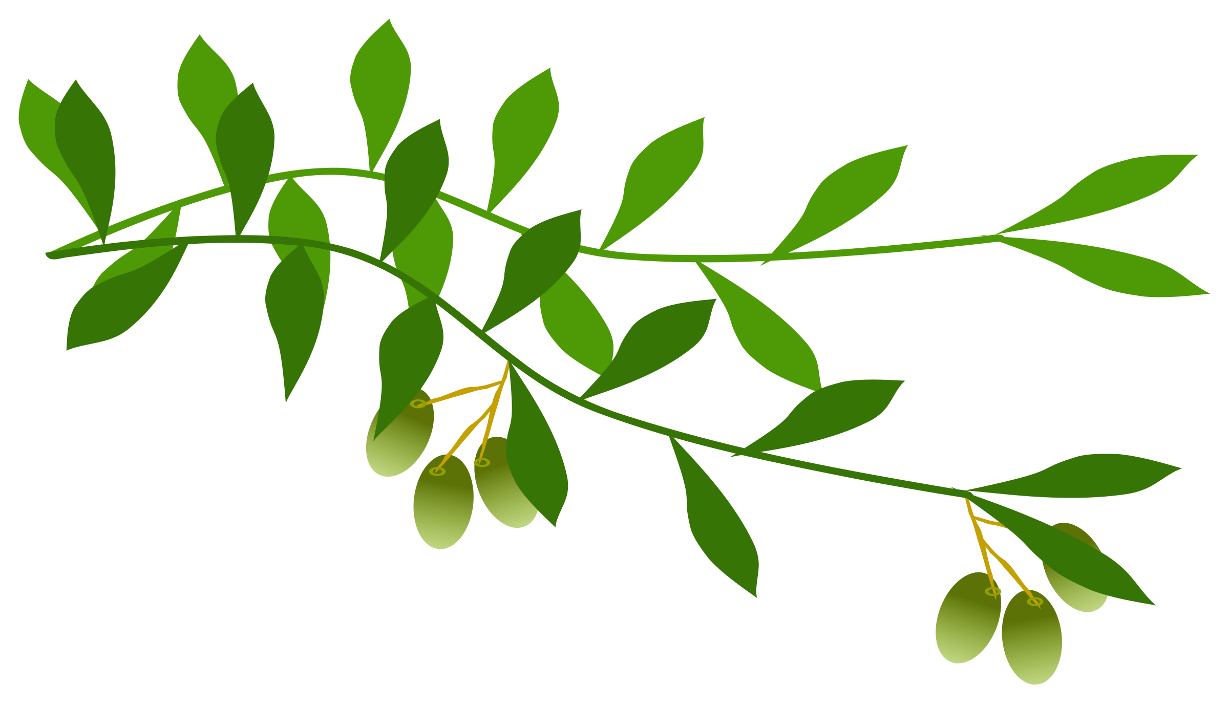 olive clipart olive plant