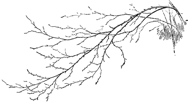 Birch etc. Branch clipart twig
