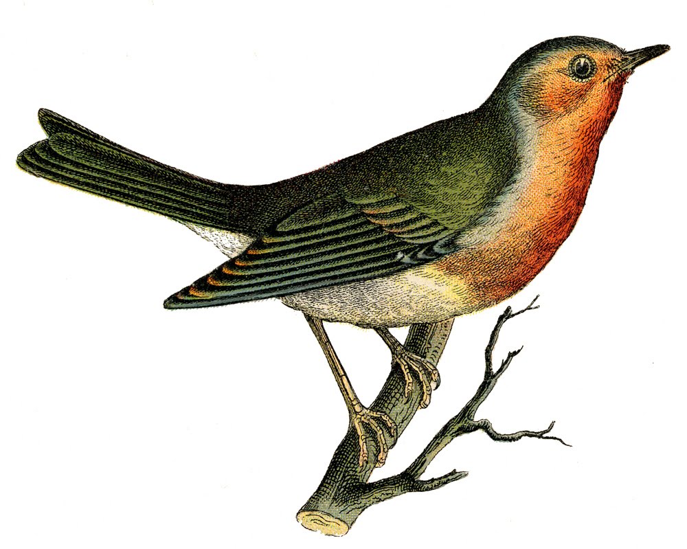 branch clipart vintage