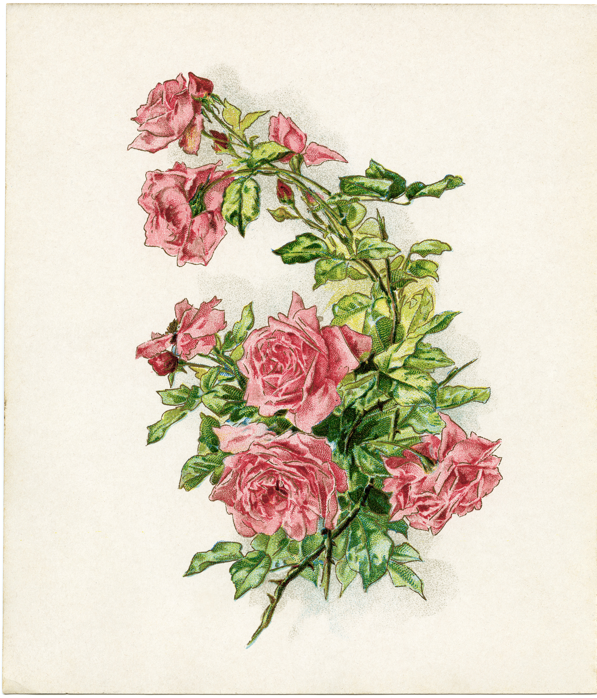 Free image of pink. Branch clipart vintage