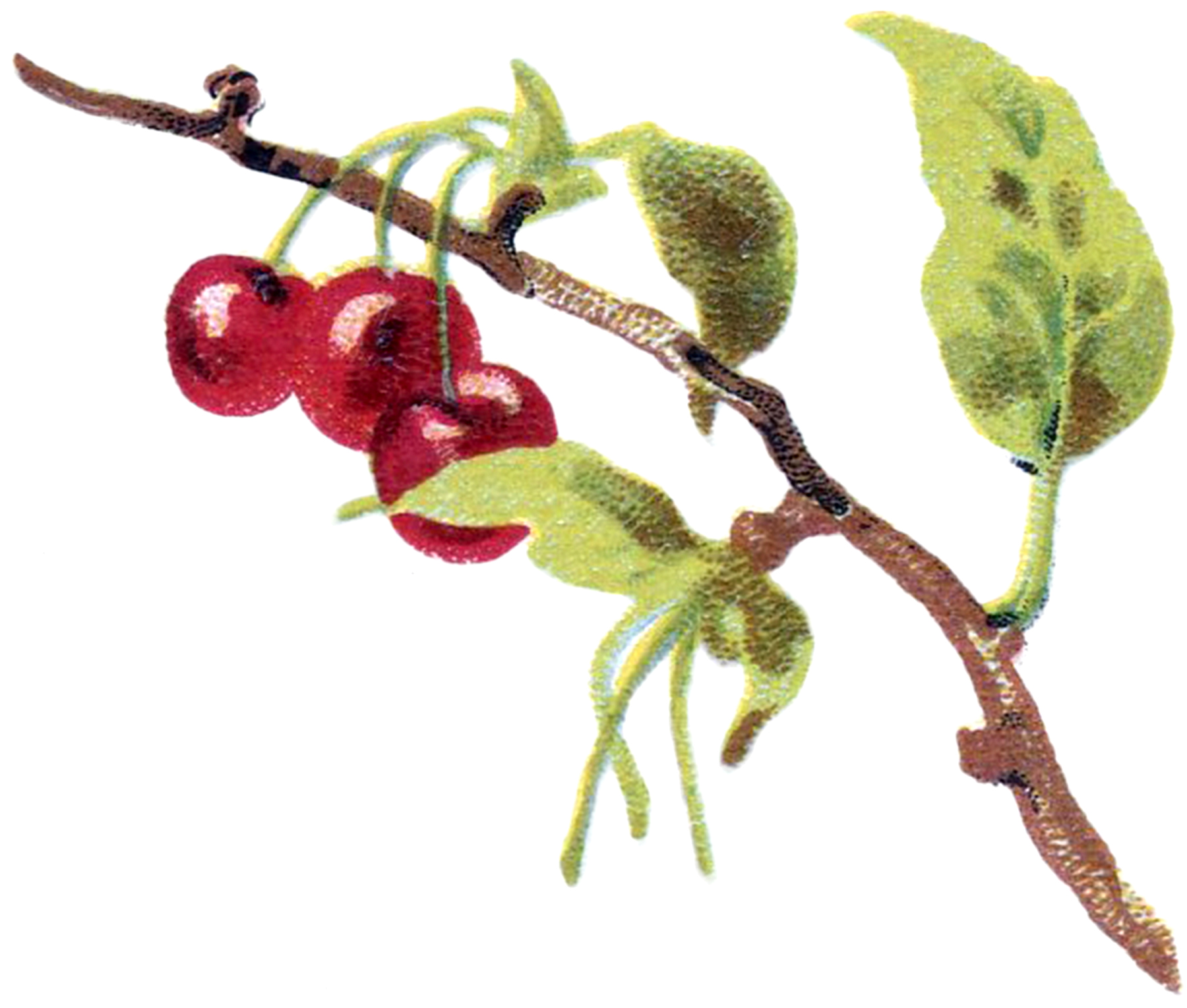 branch clipart vintage