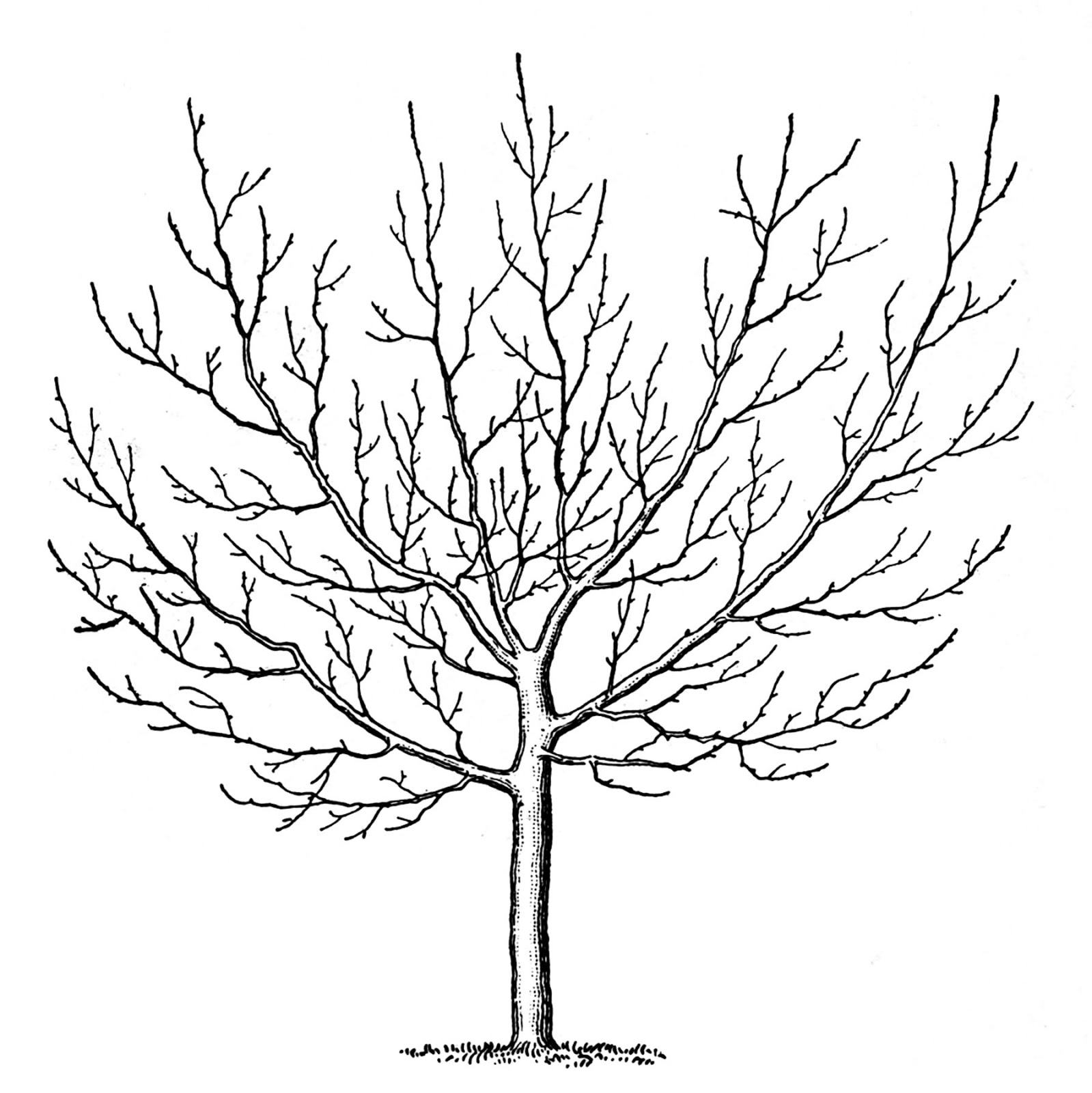 branch clipart vintage