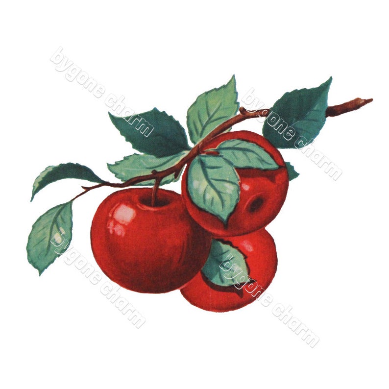 clipart apples branch