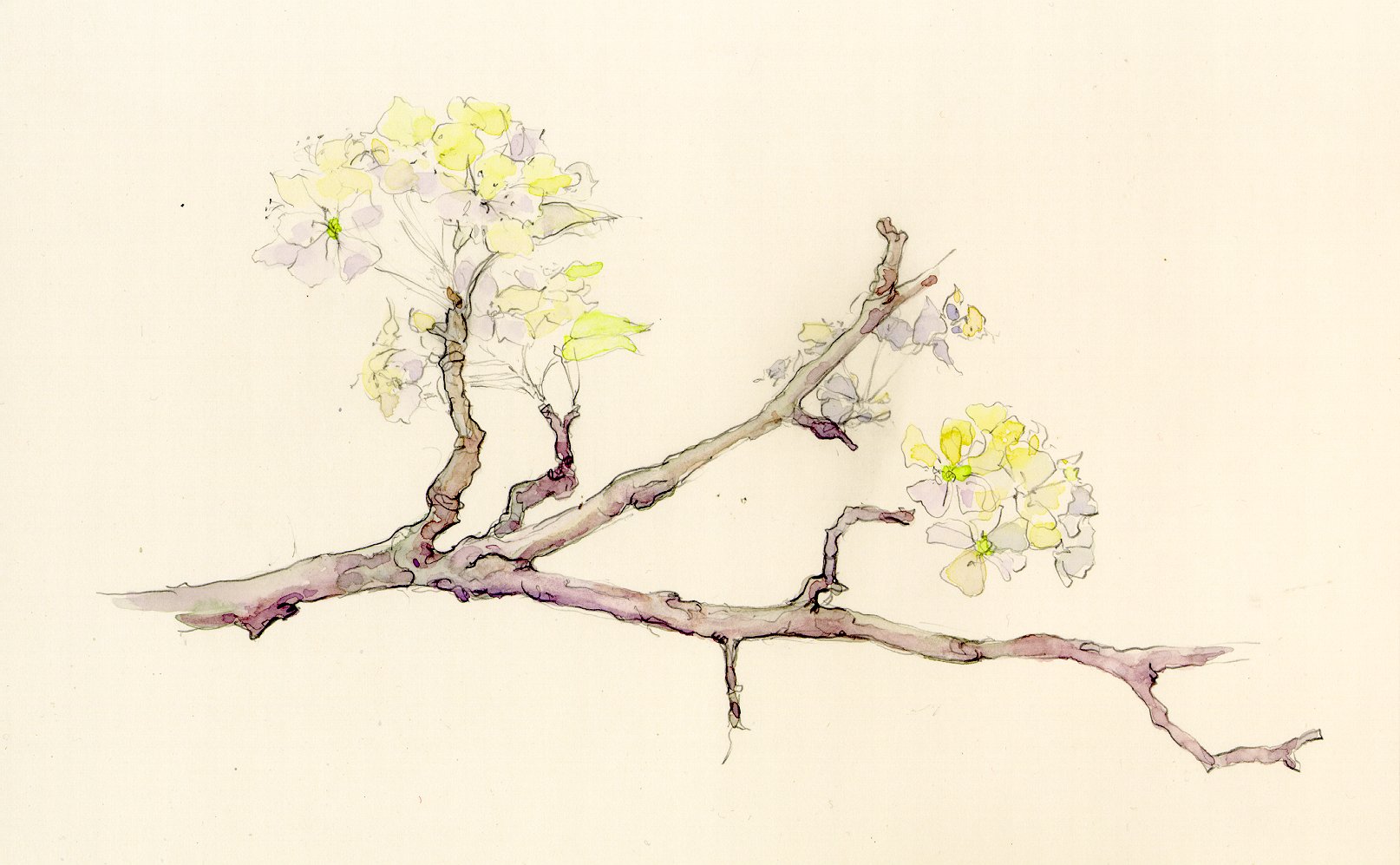 branch clipart watercolor