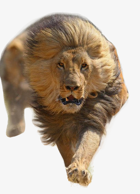 brave clipart brave lion