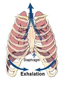 Breathing clipart exhalation. Chickscope explore embryology day