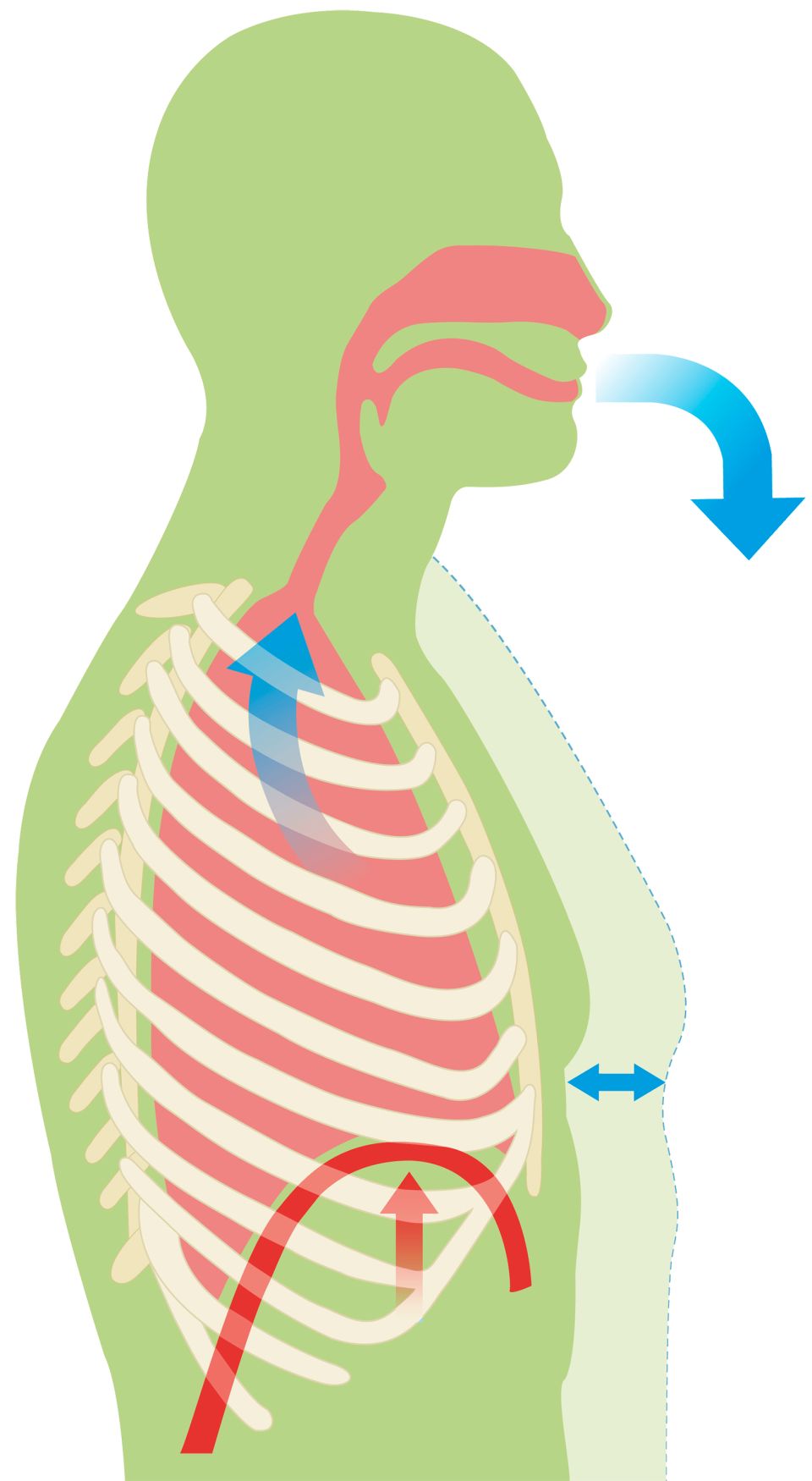breath clipart human breathing
