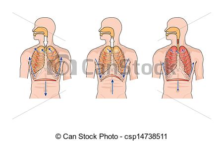 breath clipart inhalation