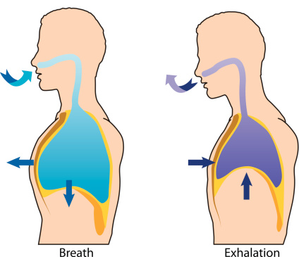 Breath clipart nose breathing. Importance of through our