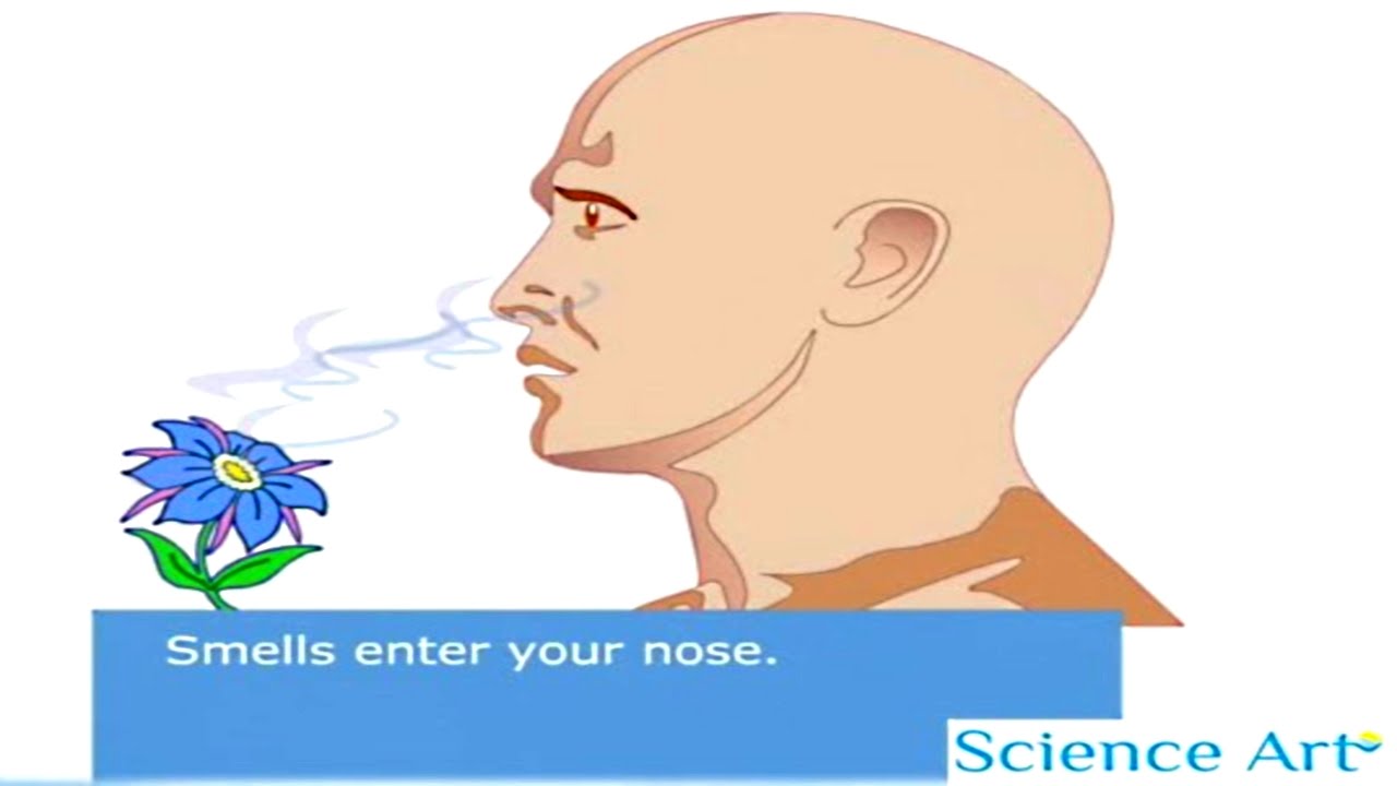 breathe clipart bad smell object