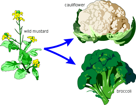 broccoli clipart broccoli plant