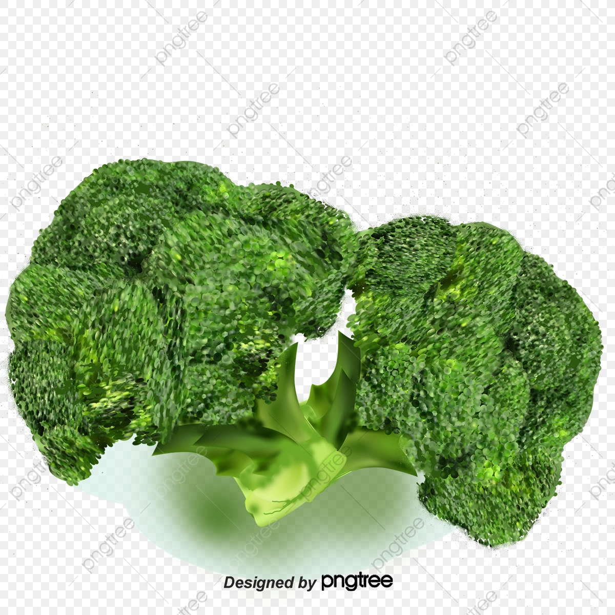 Vegetables nutrition png . Broccoli clipart green broccoli