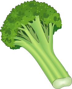 broccoli clipart green food