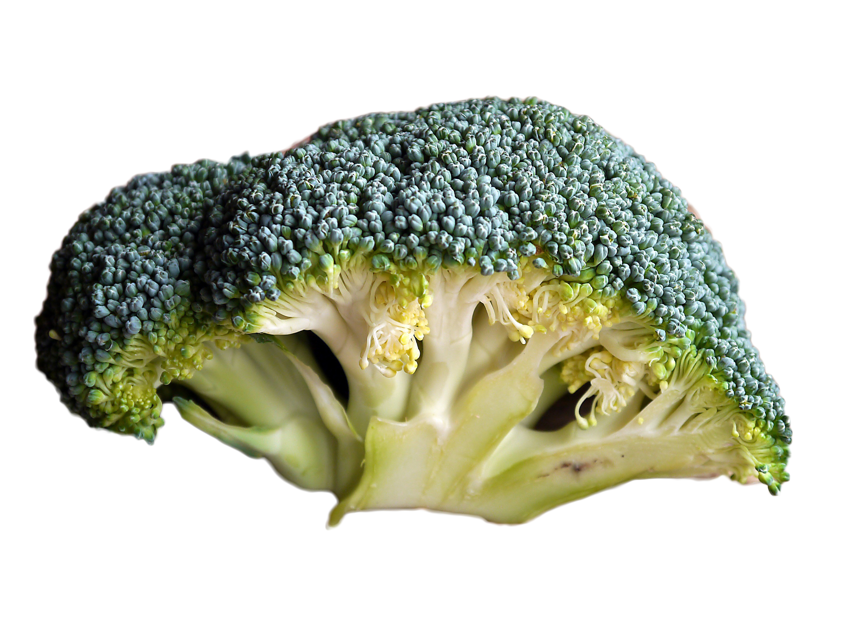 broccoli clipart high resolution