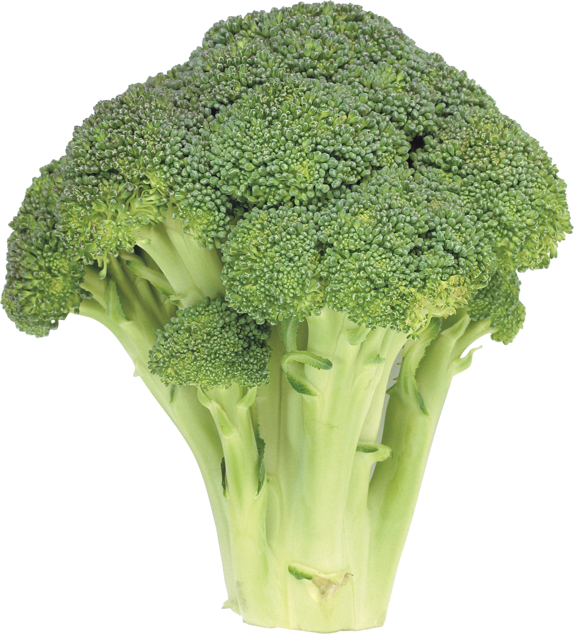 Lettuce clipart broccoli. Six isolated stock photo
