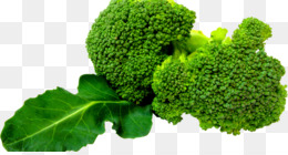 broccoli clipart leafy vegetable