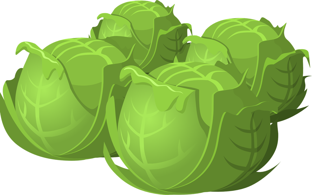 Lettuce clipart leafy vegetable.  beauty benefits of