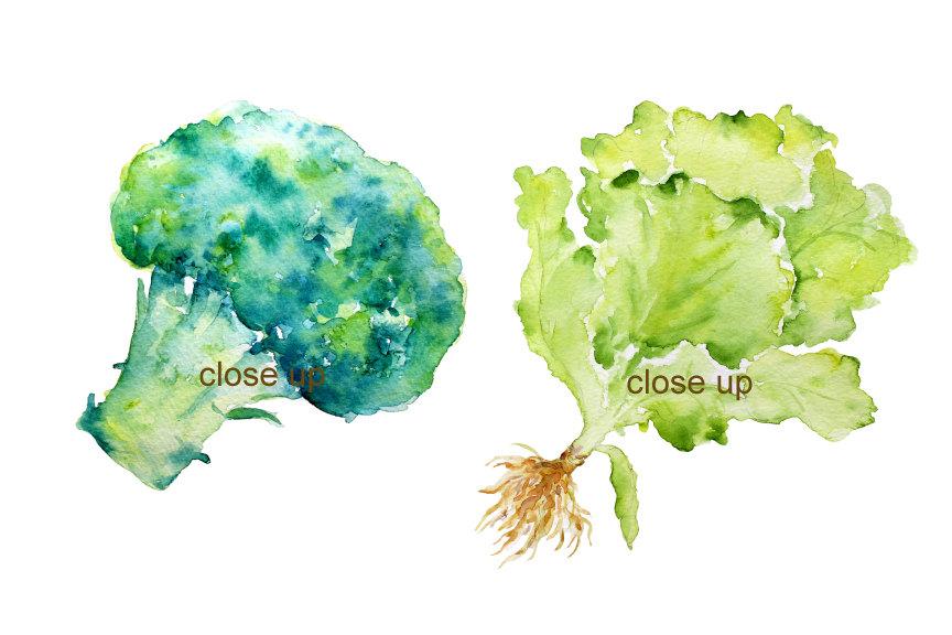 broccoli clipart lettuce