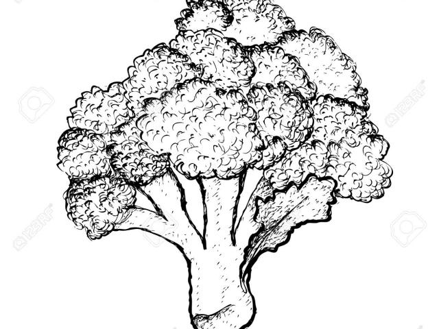 broccoli clipart sketch