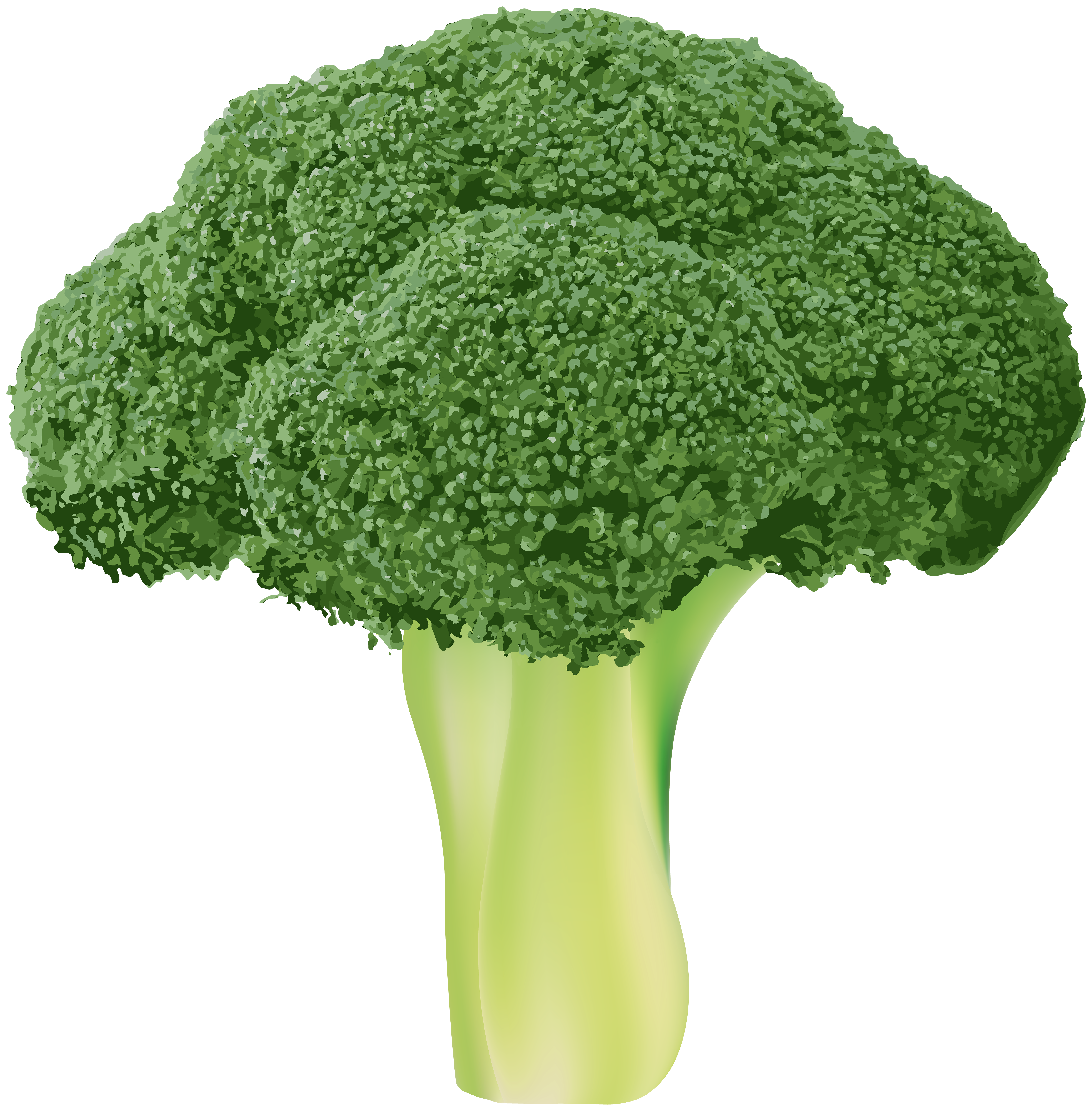 Png clip art image. Broccoli clipart transparent background