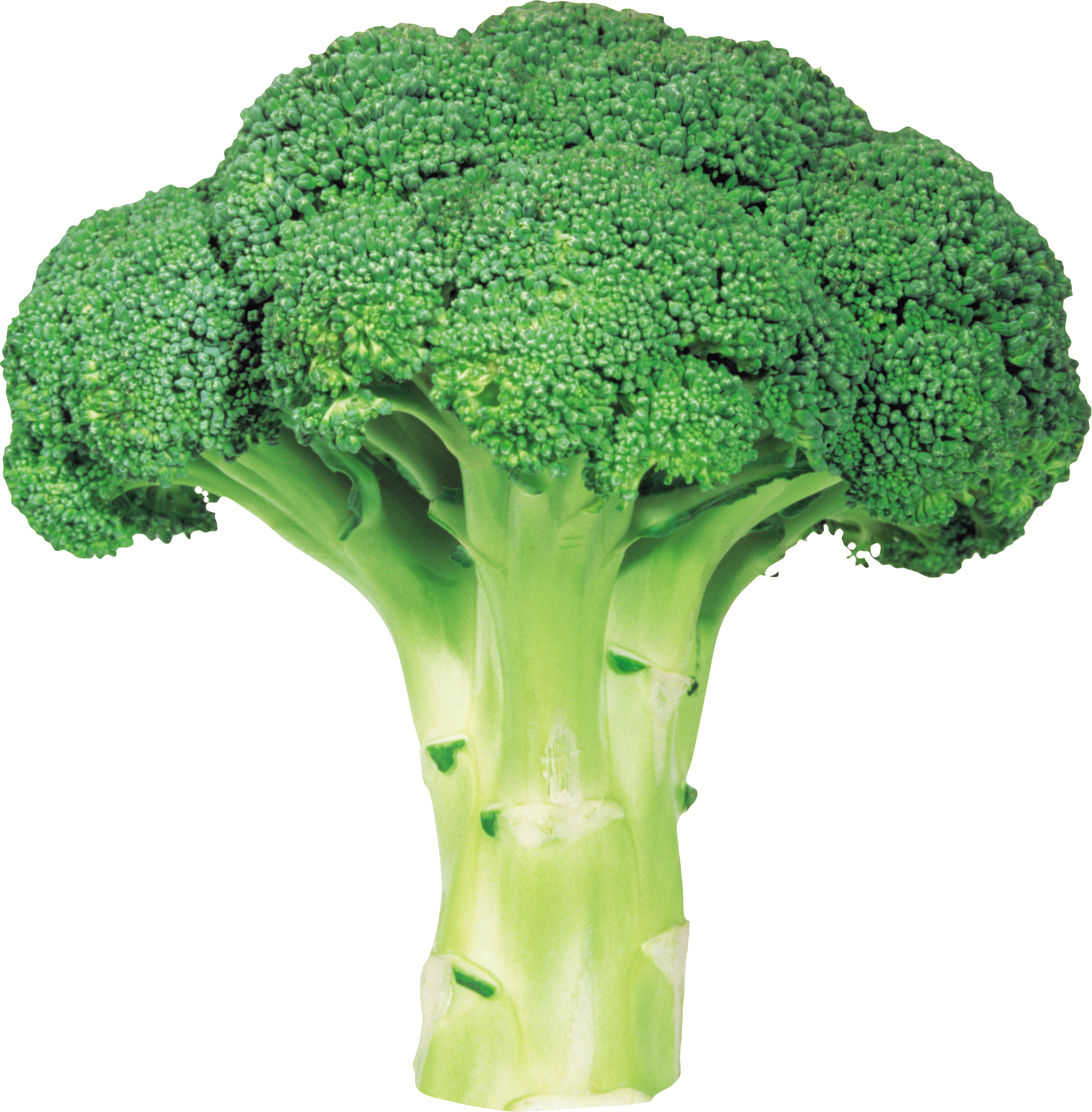 Vegetable png image with. Broccoli clipart transparent background