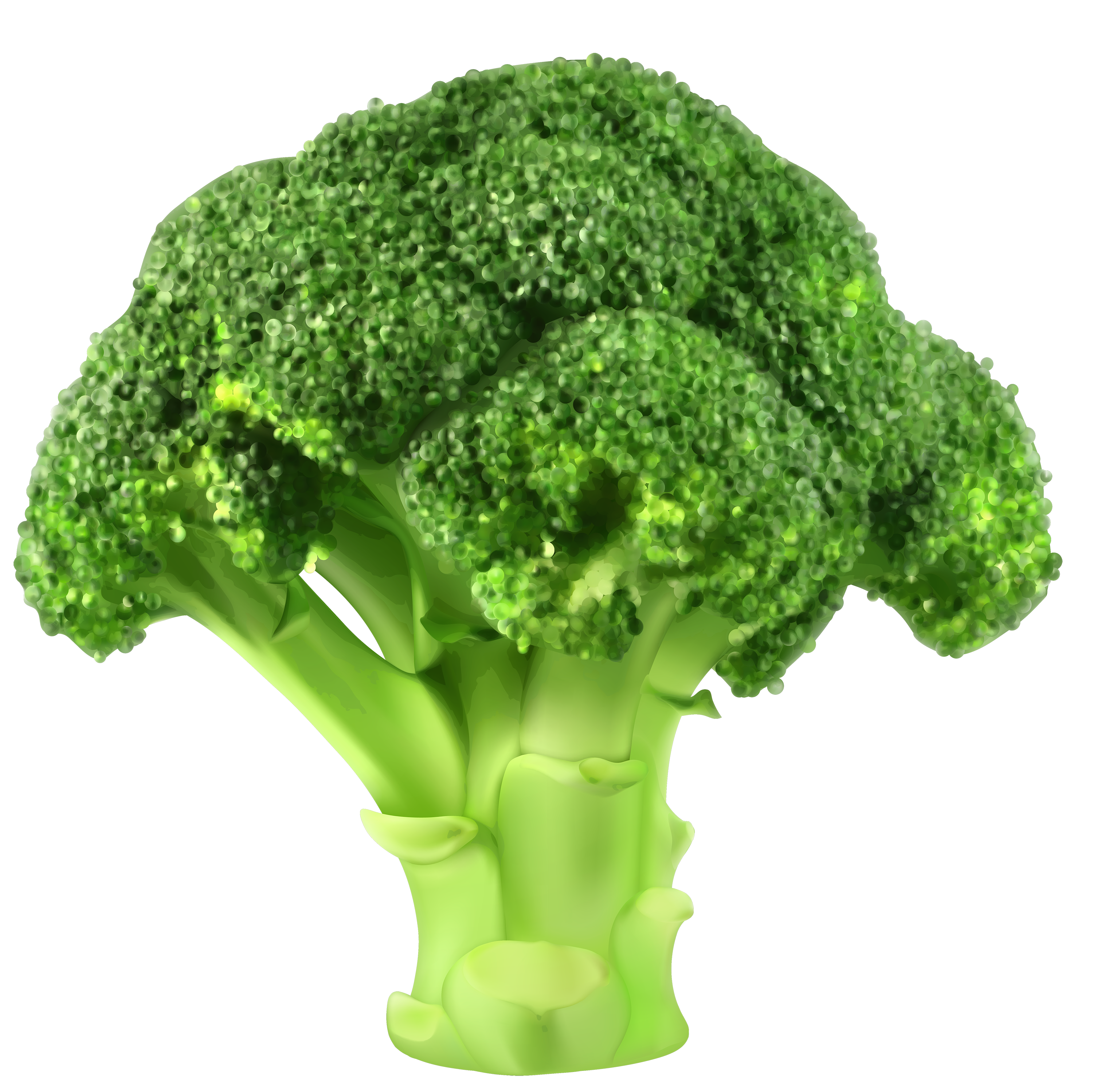Broccoli clipart transparent background. Png best web