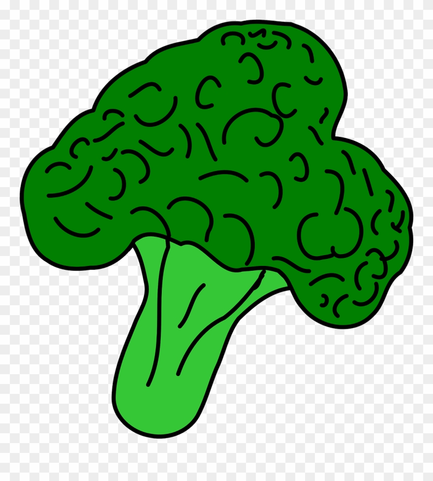 broccoli clipart useful food