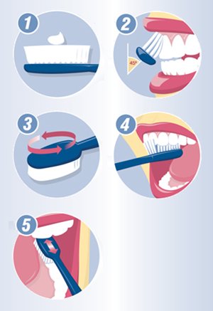 Brush clipart teethbrushing. How to your teeth