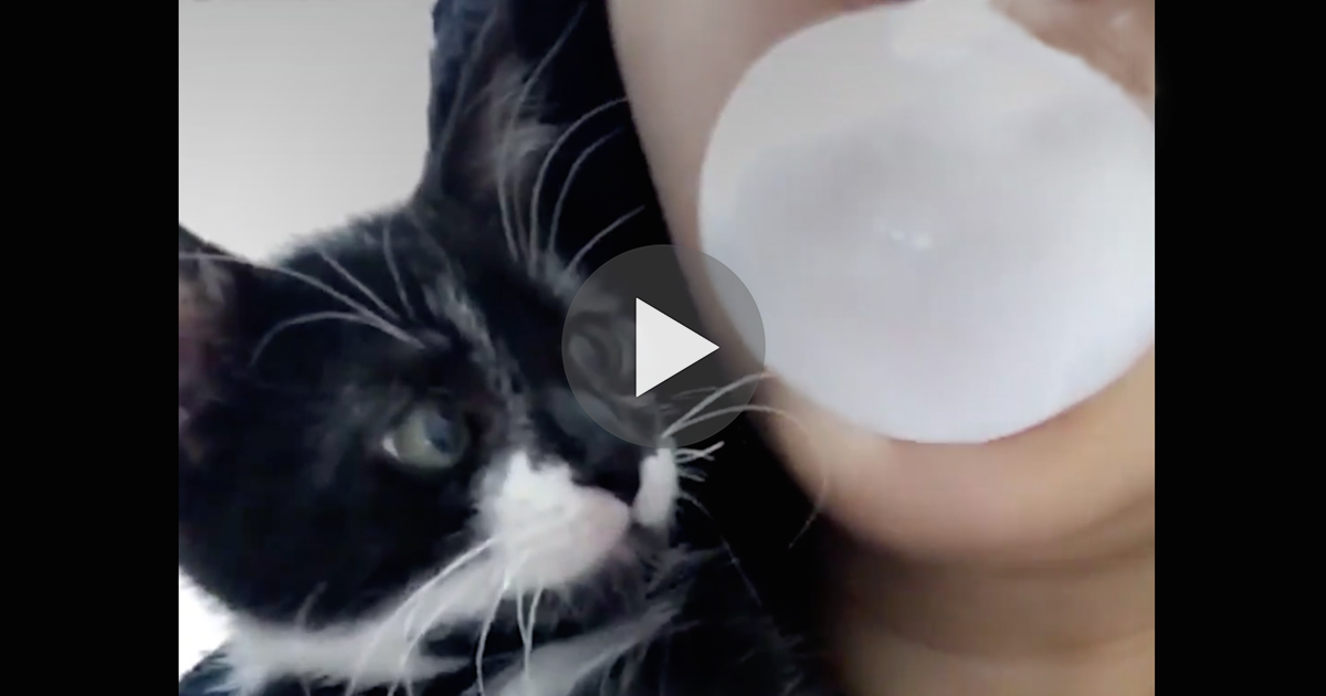 Bubble Gum Kitten. Sees human blowing but