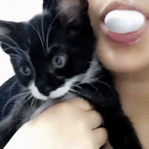 Cat pop animals being. Bubble Gum Kitten