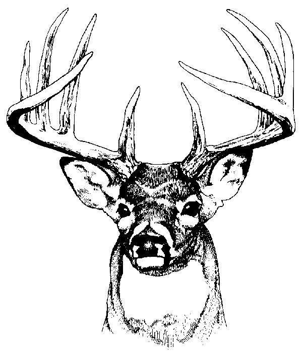 Buck logo . Hunting clipart line art